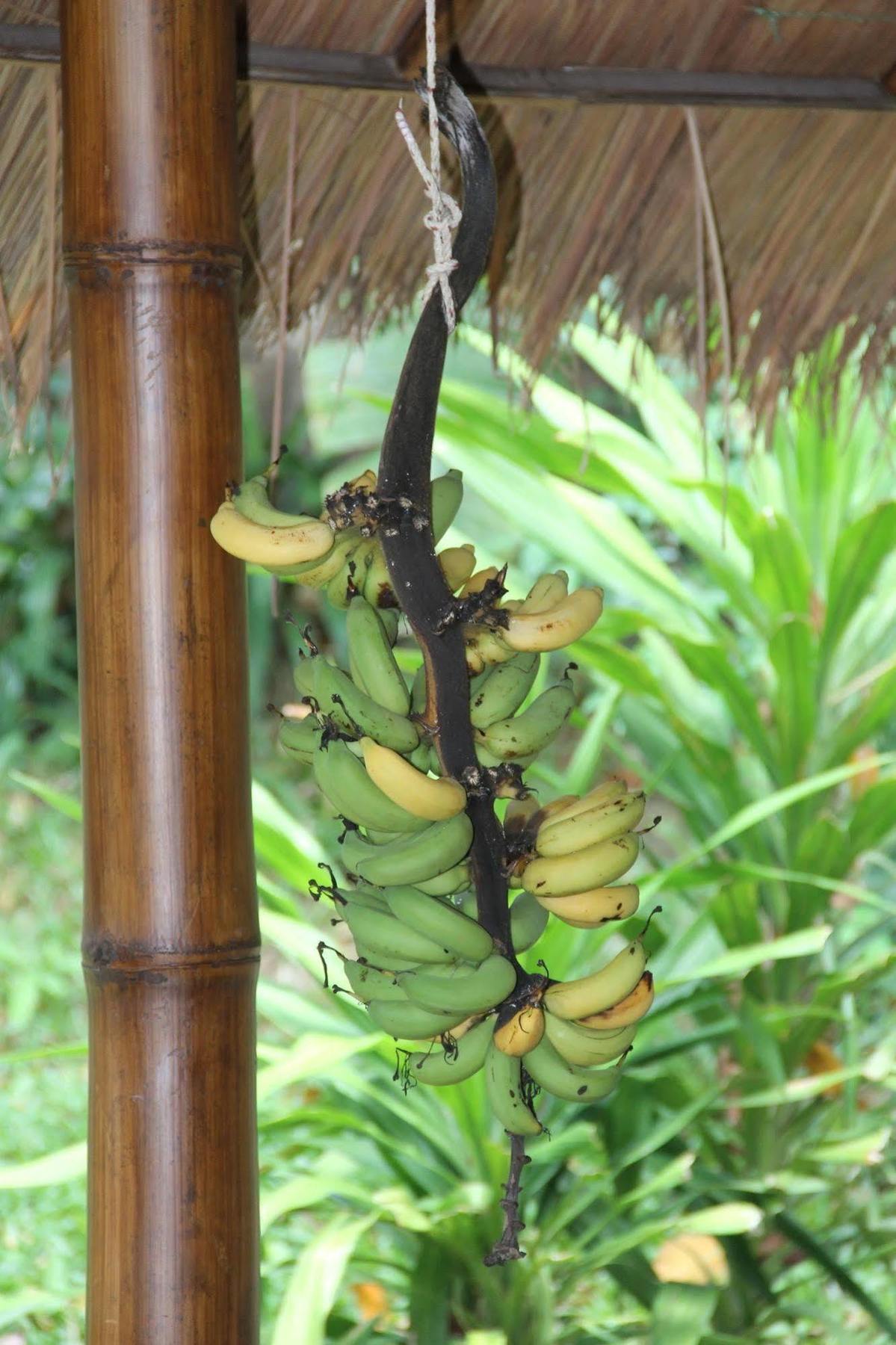 Gecko Lipe Resort Buitenkant foto